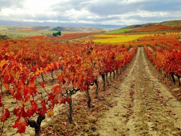 La Ruta de los Vinos del norte de España